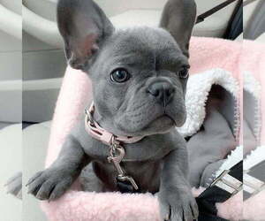 French Bulldog Puppy for sale in LOS ANGELES, CA, USA