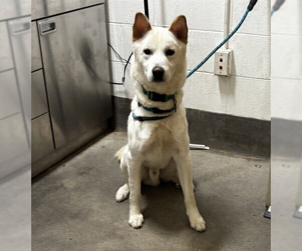 Medium Photo #1 Siberian Husky Puppy For Sale in Forestville, MD, USA
