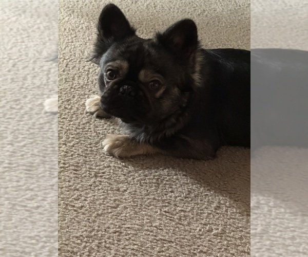 Medium Photo #1 French Bulldog Puppy For Sale in MANTECA, CA, USA