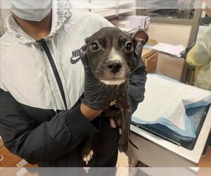 Mutt Dogs for adoption in Martinez, CA, USA