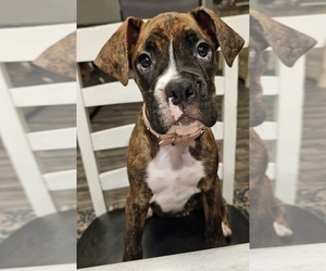 Boxer Puppy for Sale in BRIGHTON, Colorado USA