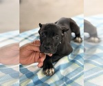 Small #19 Cane Corso