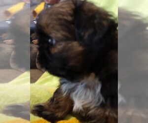 Medium Shih Tzu