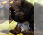 Puppy Bradford Shih Tzu