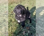 Small Photo #2 Poodle (Standard) Puppy For Sale in ROGERSVILLE, AL, USA