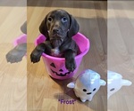Puppy Frost German Shorthaired Pointer