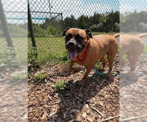 Bullmastiff Dogs for adoption in Waterford, VA, USA