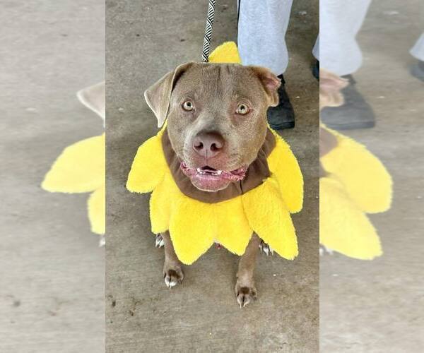 Medium Photo #3 Mutt Puppy For Sale in Abbeville, LA, USA