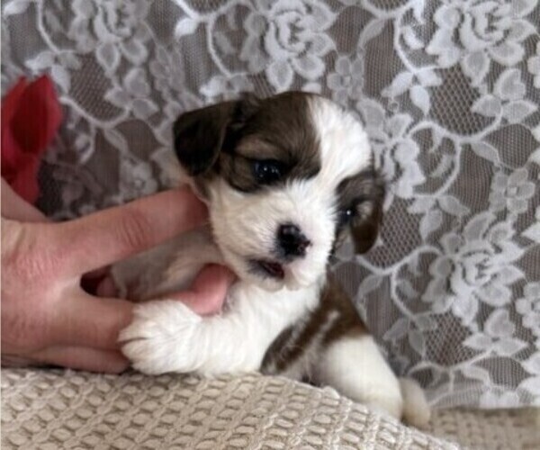 Medium Photo #2 Cavachon-Shih Tzu Mix Puppy For Sale in THORP, WI, USA