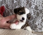 Small #1 Cavachon-Shih Tzu Mix