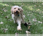 Small Photo #7 Cock-A-Poo-Unknown Mix Puppy For Sale in St. Louis Park, MN, USA