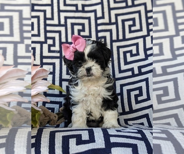 Medium Photo #2 Shih Tzu Puppy For Sale in KIRKWOOD, PA, USA