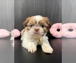 Puppy Jessie Shih Tzu