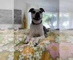 Small #8 Boston Terrier-Italian Greyhound Mix