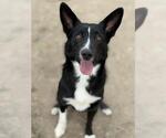 Small Border Collie