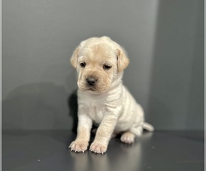 Cocker-Pei Puppy for sale in GOSHEN, IN, USA