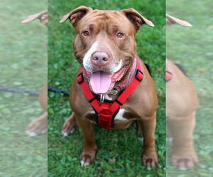 American Pit Bull Terrier-American Staffordshire Terrier Mix Dogs for adoption in Crystal , MN, USA