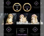 Small #7 Maltipoo
