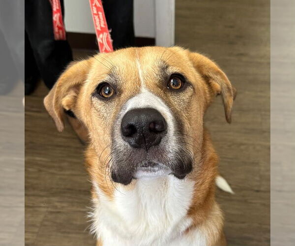 Medium Photo #6 Mutt Puppy For Sale in Canton, CT, USA