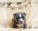 Small Photo #7 American Bully Puppy For Sale in BEDFORD, MA, USA