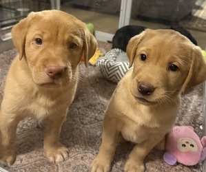 Labrador Retriever Puppy for Sale in SPOTSYLVANIA, Virginia USA