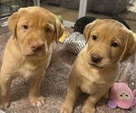 Image preview for Ad Listing. Nickname: Litter of 3