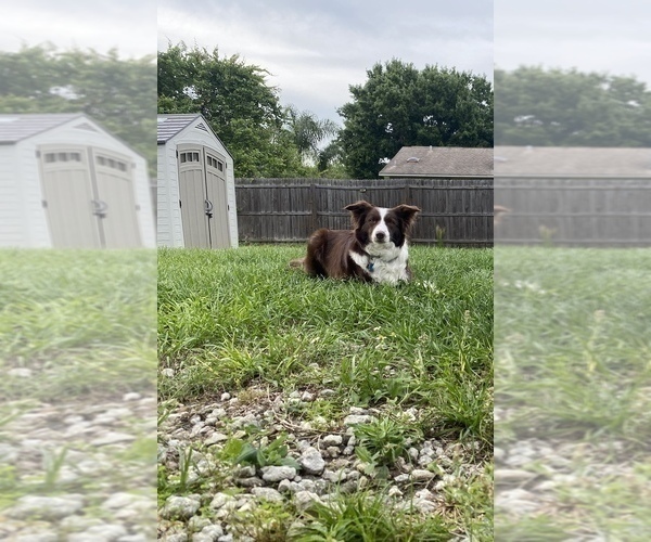 Medium Photo #1 Border Collie Puppy For Sale in SAINT CLOUD, FL, USA