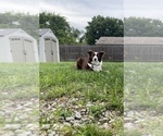 Small Photo #1 Border Collie Puppy For Sale in SAINT CLOUD, FL, USA
