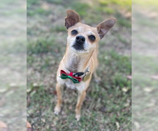 Medium Photo #7 Chihuahua-Unknown Mix Puppy For Sale in Ventura, CA, USA