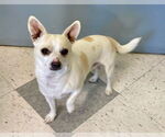 Small #7 Chihuahua Mix
