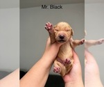 Small #12 Golden Retriever