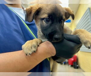 German Shepherd Dog Dogs for adoption in Denver, CO, USA