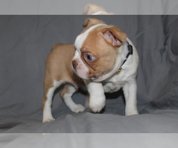Medium Photo #3 Boston Terrier Puppy For Sale in BROOKSVILLE, FL, USA