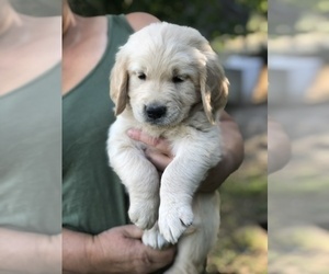 Golden Retriever Puppy for sale in BURNS, OR, USA