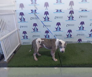 Mutt Dogs for adoption in Orlando, FL, USA