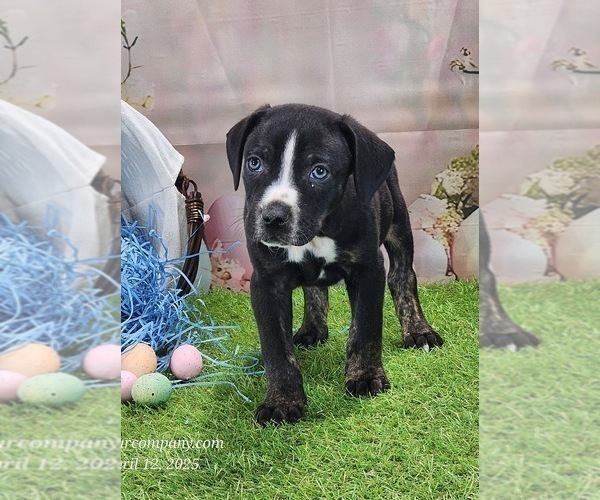 Medium Photo #6 Catahoula Leopard Dog Puppy For Sale in CUMBY, TX, USA