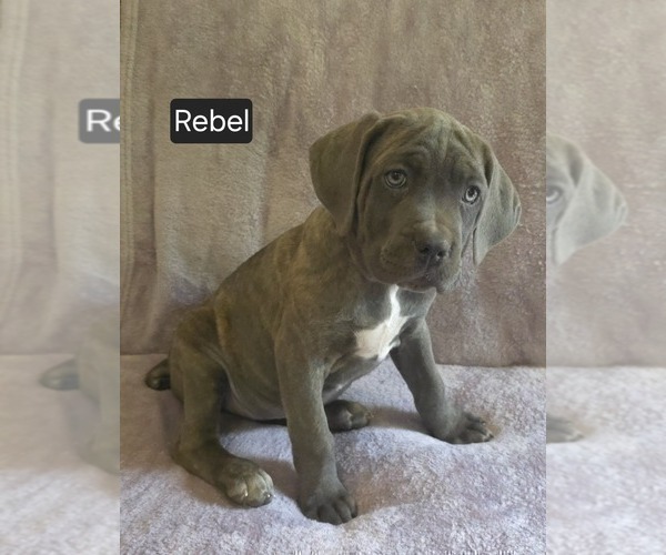 Medium Photo #18 Cane Corso Puppy For Sale in MINERAL WELLS, WV, USA