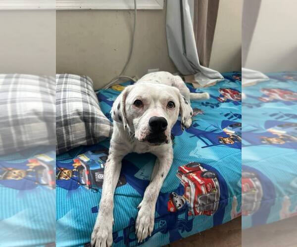 Medium Photo #5 Labrador Retriever-Unknown Mix Puppy For Sale in New York, NY, USA