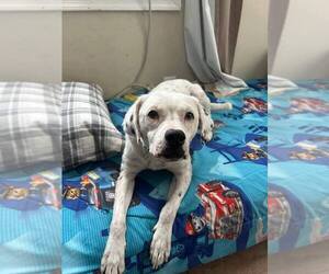 Lillian (GA) - Female Labrador Retriever-Unknown Mix Dog for Adoption - Photo #5