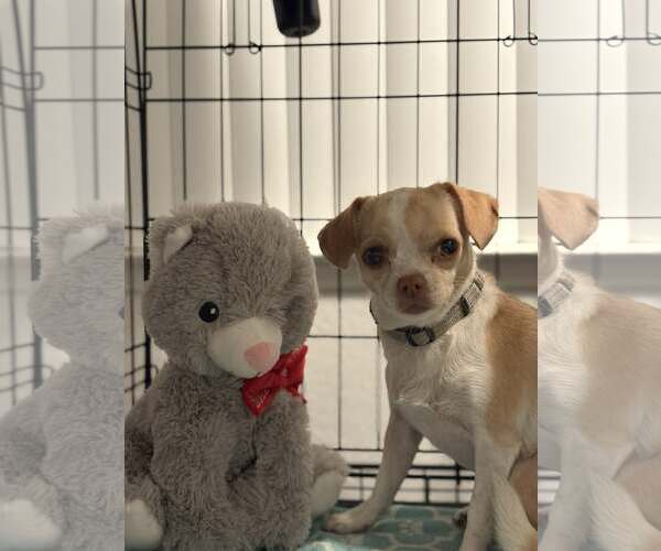 Medium Photo #2 Chihuahua-Unknown Mix Puppy For Sale in Visalia, CA, USA