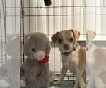 Small #1 Chihuahua Mix