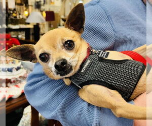 Chihuahua Dogs for adoption in Mundelein, IL, USA