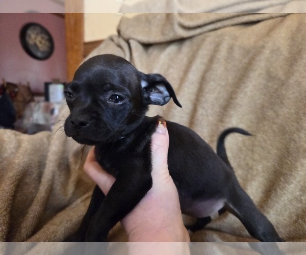 Medium Photo #3 Chug Puppy For Sale in HILLSDALE, MI, USA