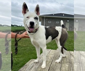 Siberian Husky-Unknown Mix Dogs for adoption in Evansville, IN, USA