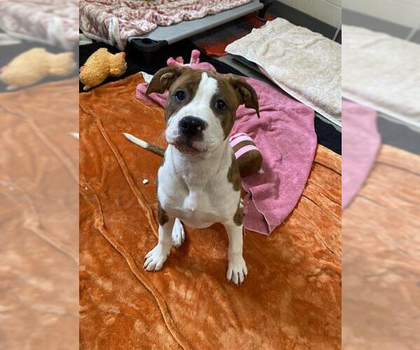 Medium Photo #1 American Pit Bull Terrier-Unknown Mix Puppy For Sale in Fort Wayne, IN, USA