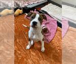 Small American Pit Bull Terrier Mix