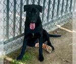 Small #1 Labrador Retriever Mix