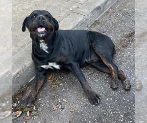 Rottweiler-Unknown Mix Dogs for adoption in San Antonio, TX, USA