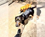 Small #4 Australian Shepherd-Black Mouth Cur Mix