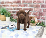 Small #3 Labrador Retriever